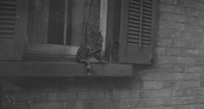 Lucky on windowsill.