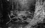 Cavendish woods, ca.1890's.  Cavendish, P.E.I.