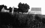 Alexander MacNeill's old barn, ca.1890's.  Cavendish, P.E.I.