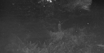 Boy in woods, Cavendish places, P.E.I., c.1890