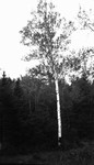 Birch Tree, Cavendish, P.E.I.