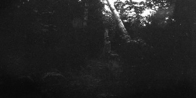 Boy in woods, Cavendish places, P.E.I., c.1890