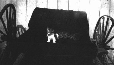 Cat on a buggy seat, Cavendish, P.E.I.