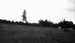 Cows in field on Alec MacNeill's farm, Cavendish, P.E.I.