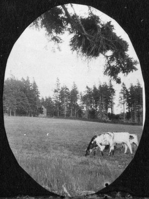 Cows in field, Old home, Cavendish, P.E.I.