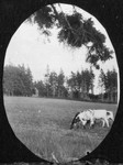 Cows in field, Old home, Cavendish, P.E.I.