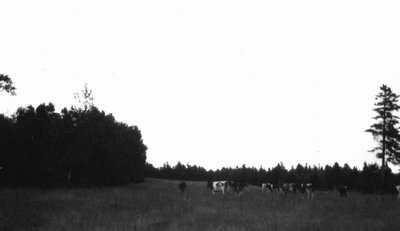 Cows in Alec MacNeill's field, Cavendish, P.E.I.