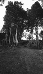 View of Lover's Lane, Cavendish, P.E.I.