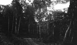 View of Lover's Lane, Cavendish, P.E.I.