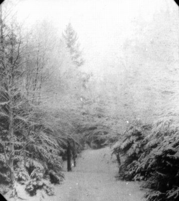 Winter view of Lover's Lane, Cavendish, P.E.I.