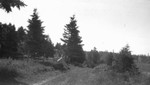 View of Lover's Lane, Cavendish, P.E.I.