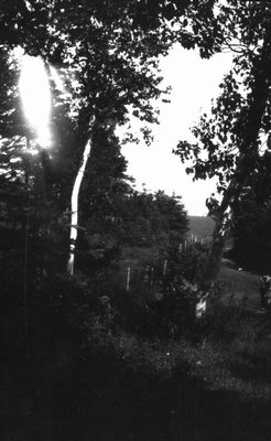 View of Lover's Lane, Cavendish, P.E.I.