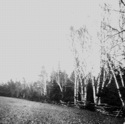 View of Lover's Lane, Cavendish, P.E.I.