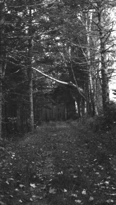 View of Lover's Lane, Cavendish, P.E.I.