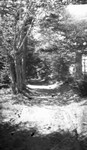 View of Lover's Lane, Cavendish, P.E.I.