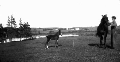 Man (unidentified), horses and foal in field, Park Corner, P.E.I.