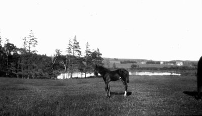 Foal in field, Park Corner, P.E.I.