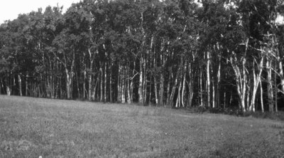 Birches, Park Corner, P.E.I.