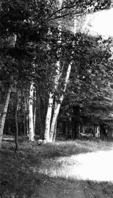 Park Corner birches, Park Corner, P.E.I.
