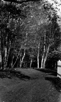 Birches at Park Corner, P.E.I.