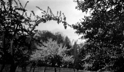 Orchard at Park Corner, P.E.I.
