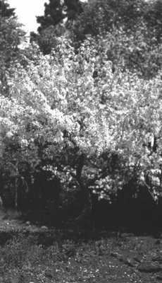 Apple tree, Park Corner, P.E.I.