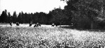 Pasture field, P.E.I.