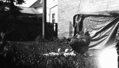 Barred rock chickens with chicks in yard.  Leaskdale, ON.