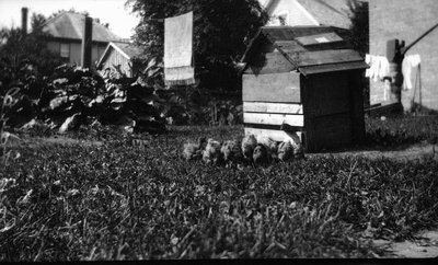 Chickens and coop in back yard.  Leaskdale, ON.