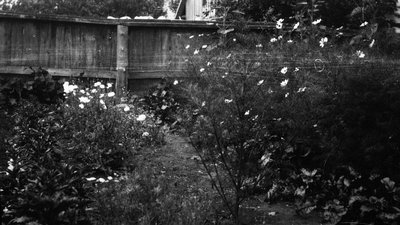 Back garden - flowers and vegetables, Leaskdale Manse, Leaskdale, ON.