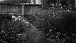 Back garden - flowers and vegetables, Leaskdale Manse, Leaskdale, ON.