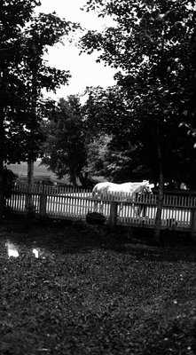 Lawn and white horse on road,  Leaskdale, ON.