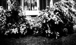 Window and bushes, Norval, ON.