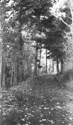 Road, Lover's Lane, P.E.I.