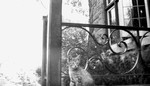 Cat on porch.