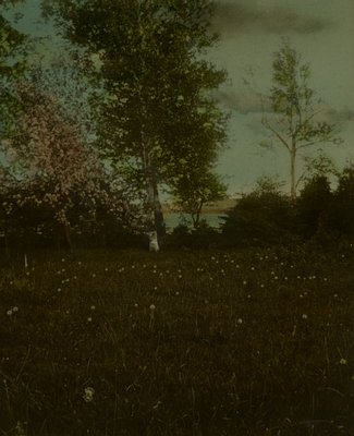 View of the Corner of Lucy Maud Montgomery's Old Grove with &quot;White Lady&quot;.