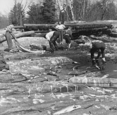 Group of People Catching Fish Bare Handed, circa 1950