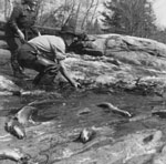 Jim McAmmond Catching Fish Bare Handed, circa 1950