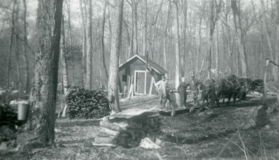 Maple Syrup Tapping, Maple Island, circa 1950