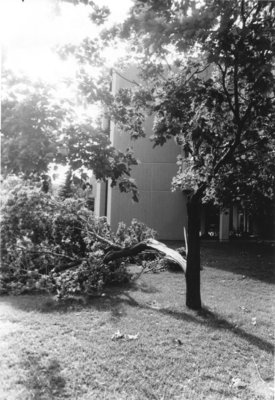 Damaged tree on Wilfrid Laurier University campus