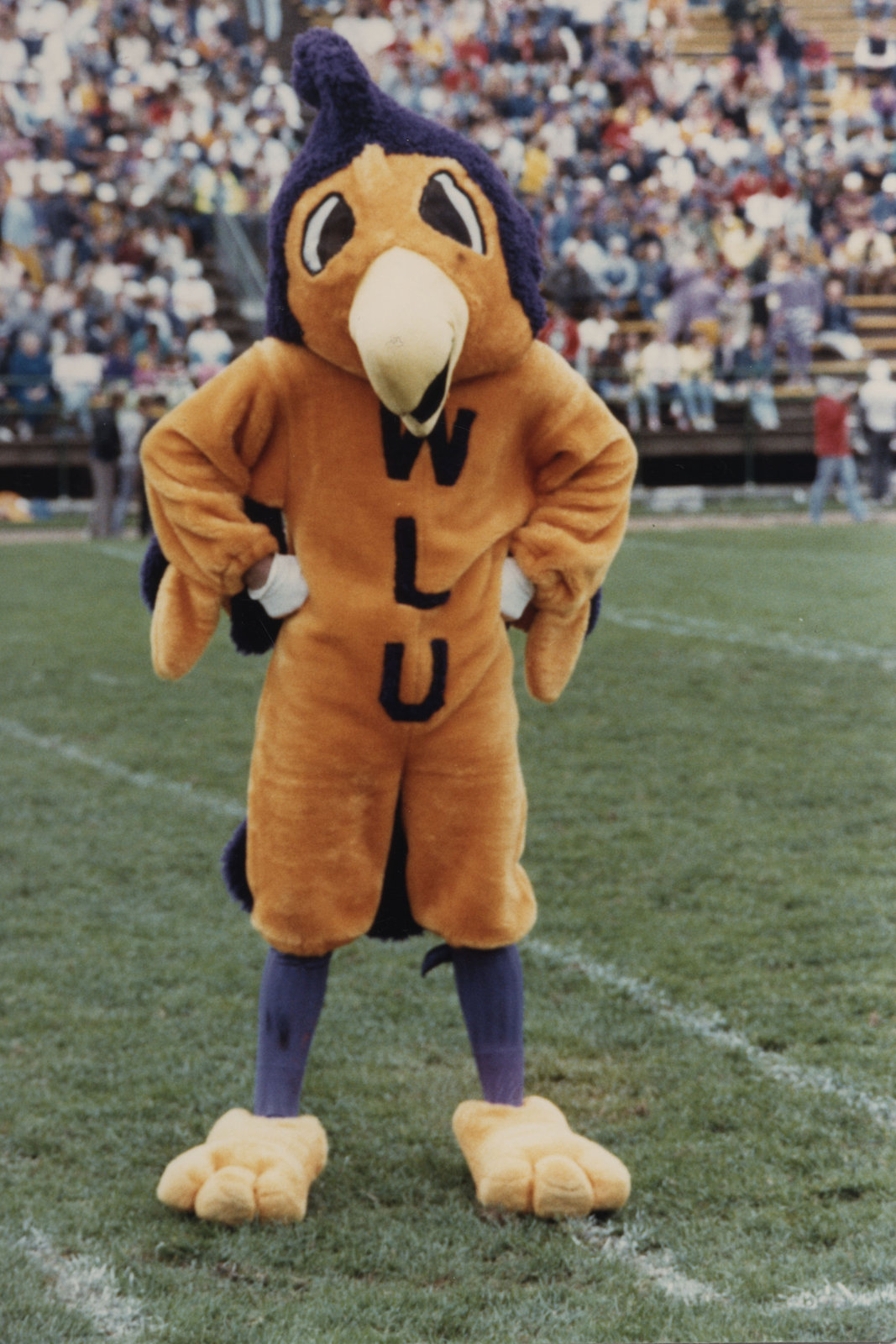 Wilfrid Laurier University Golden Hawk Mascot Laurier Library Images