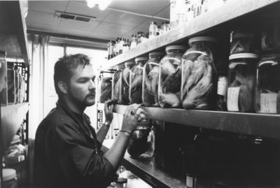 Dave Wilson examining specimens in Wilfrid Laurier University biology museum