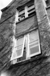 Margaret Culp leaning out of a Willison Hall window