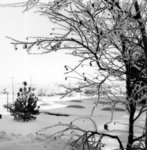 Snow covered tree, Waterloo Lutheran University