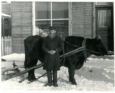 M. Mimeault et son boeuf, Sturgeon Falls / Mr. Mimeault and his ox, Sturgeon Falls