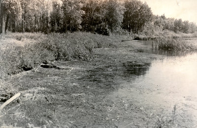 Vue de la rive, Cache Bay / View of the Shoreline, Cache Bay