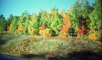 Arbres / Trees