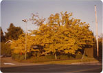 Mulberry Tree