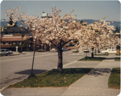 Cherry Blossoms