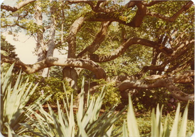 Mulberry Tree